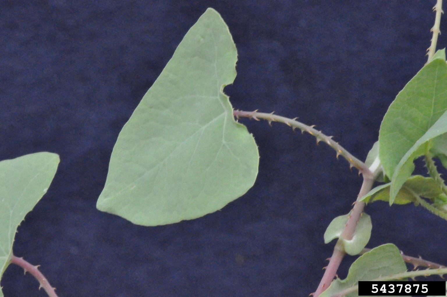 Mile-a-minute foliage. Photo by Bruce Ackley, The Ohio State University, Bugwood.org