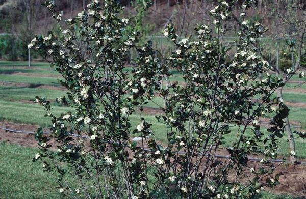 aronia melanocarpa shrub growing in a field