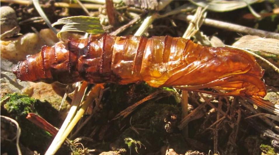 Grape Root Borer pupae