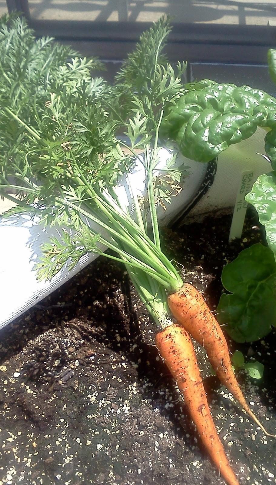 Cleaning root vegetables like these carrots is a good way to remove soil and reduce risk.