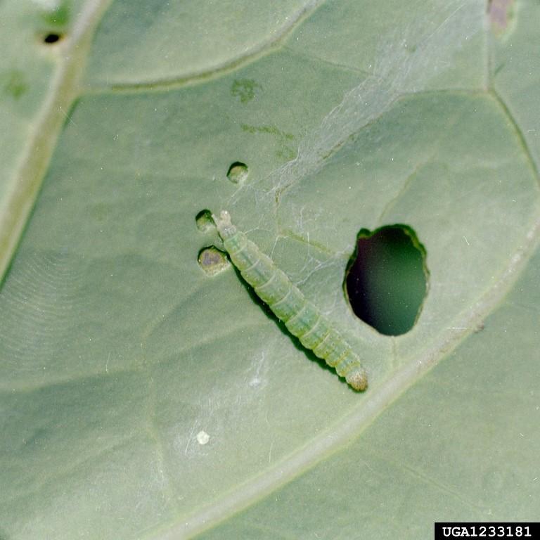 Fig 1.) Diamondback moth and feeding dam-age on cabbage. Photo: Clemson University - USDA Cooperative Exten-sion Slide Series , Bug-wood.org