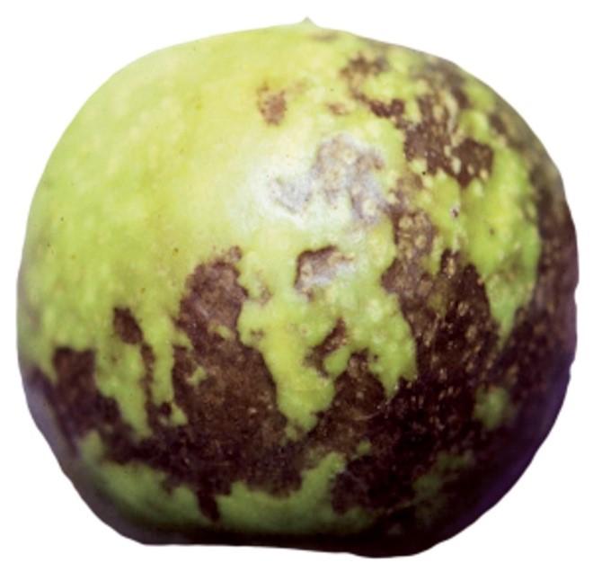 Figure 8. Superficial scald expressing in Granny Smith apple. Photo: Washington State University.