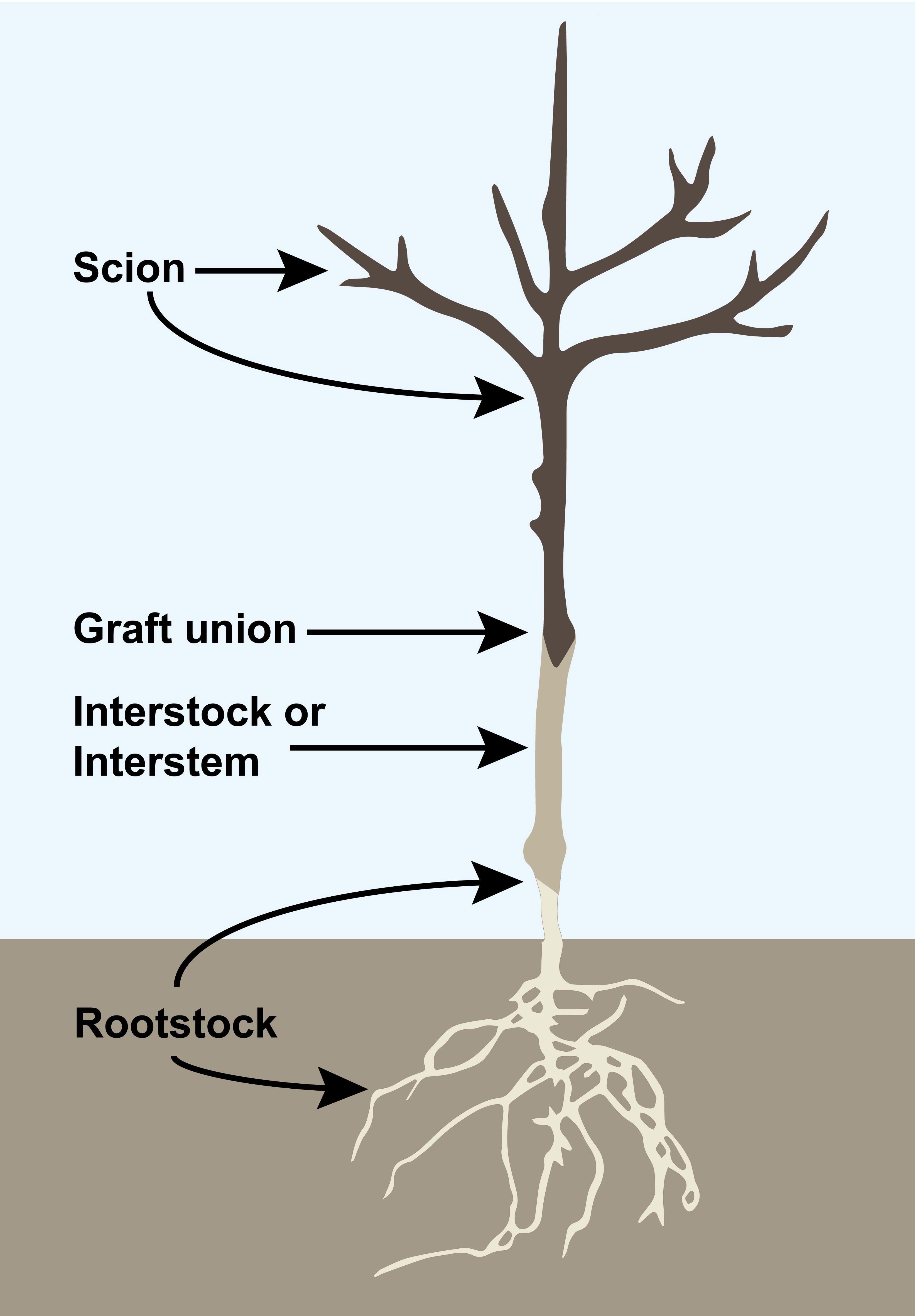 Figure 3. Diagram of an interstem rootstock illustrating three key elements: scion, interstem and rootstock. Graphic by Alison O’Connor, USDA