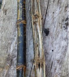 Figure 1. Anthracnose stalk rot of corn. Image: Crop Protection Network.