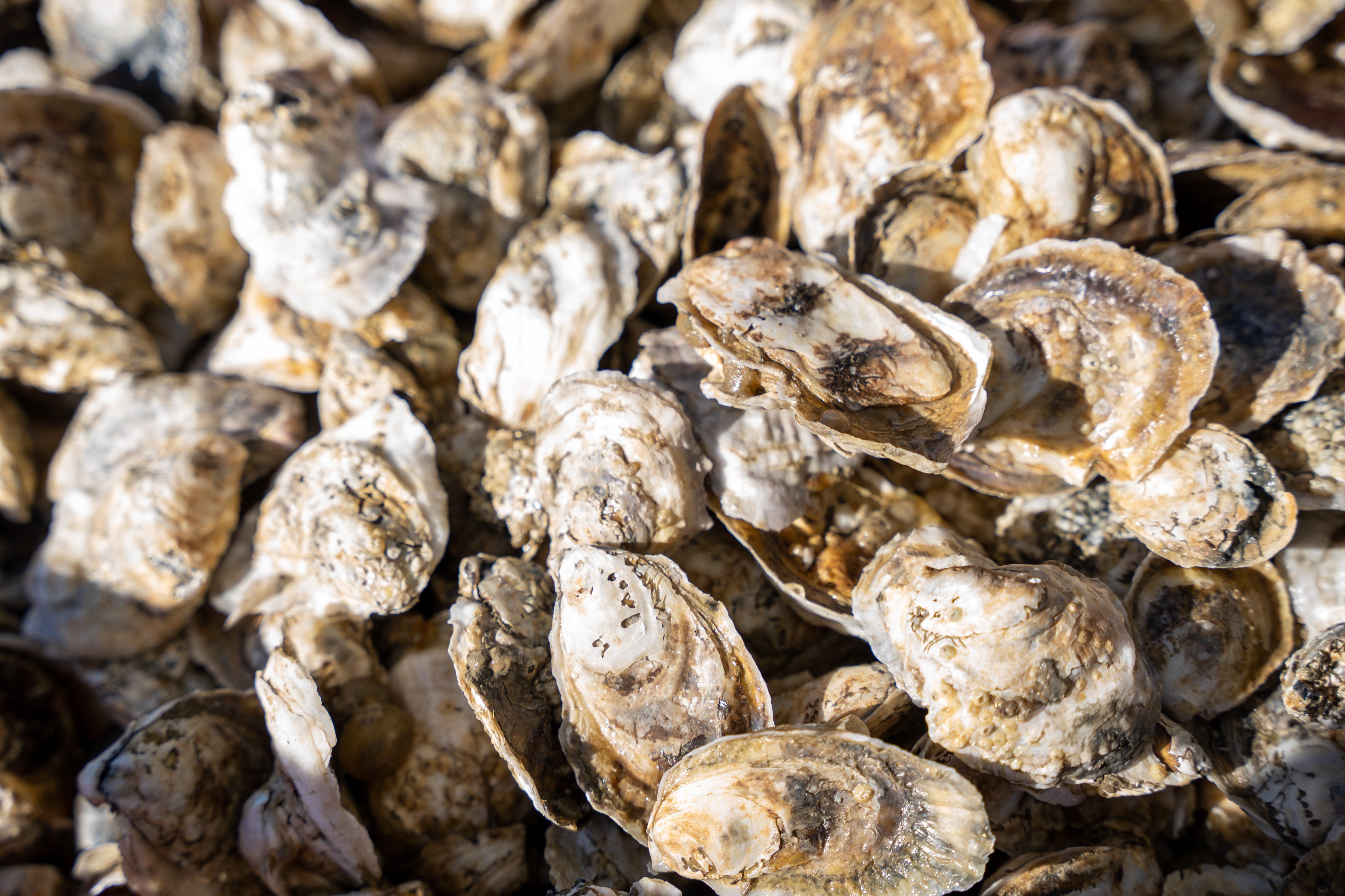 A photograph of oysters
