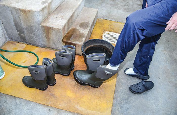 Biosecurity picture of wearing different boots when entering a poultry house
