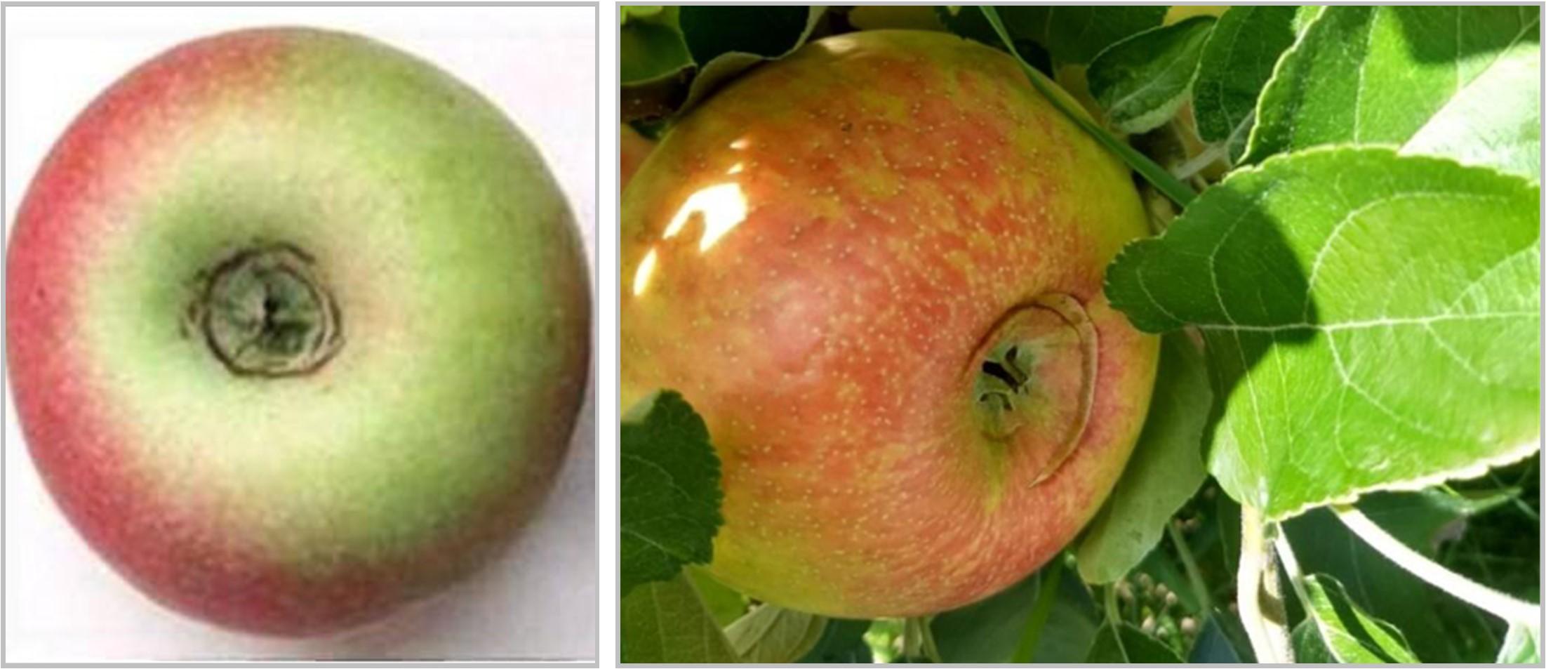 Calyx-end splitting in pink lady apple on left and honeycrisp on the right
