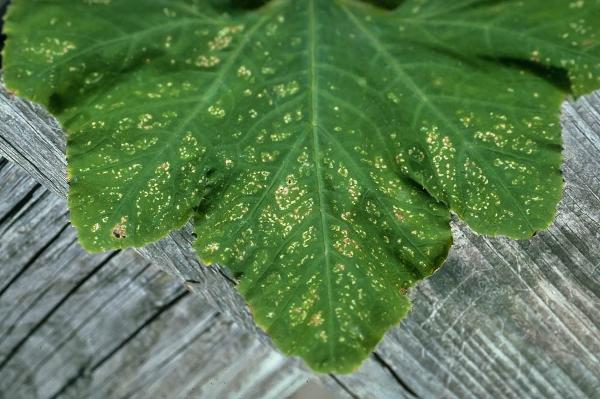 tiny dots on a squash leaf may indicate squash bug feeding damage