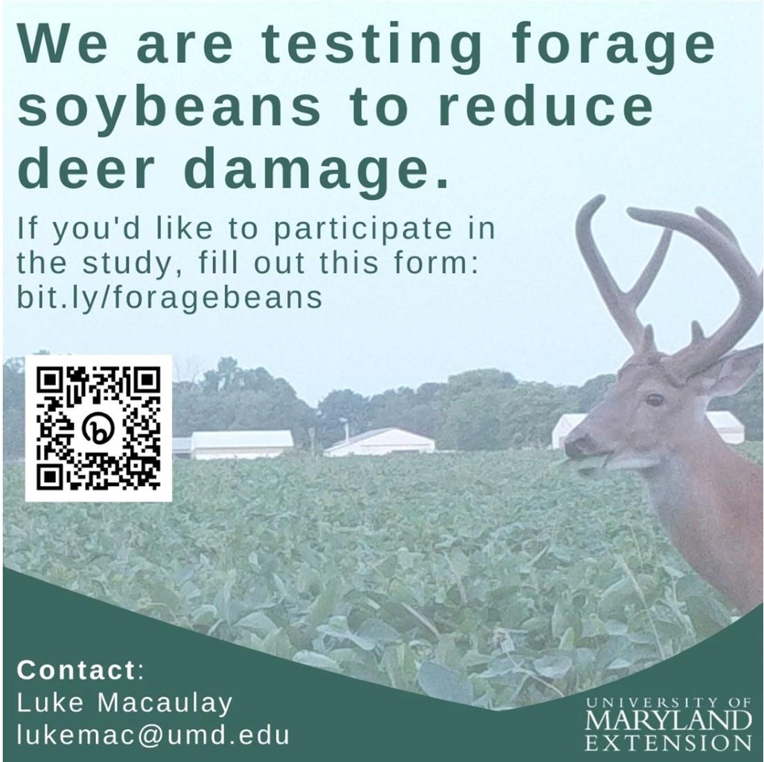 Advertisment-testing forage soybeans to reduce deer damage. Looking for participants for the study by going to bit.ly/foragebeans