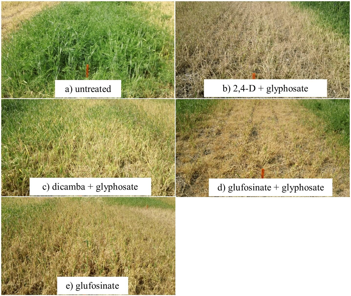 Efficacy of preplant herbicides for managing a rye/vetch cover crop 2 weeks after application