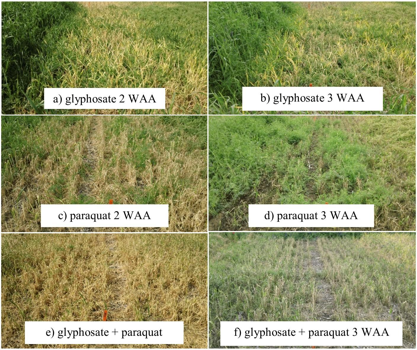 Differences in herbicide efficacy for managing a rye/vetch cover crop 2 and 3 weeks after application.