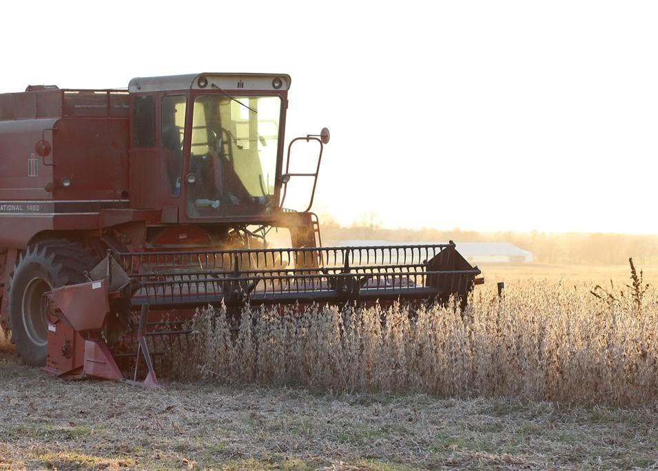 Tractor harvesting soybeans in field