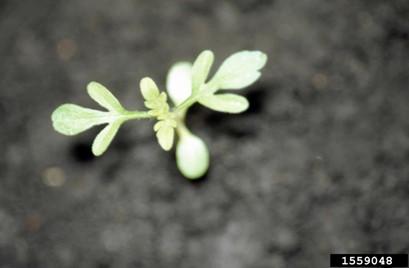 Common ragweed