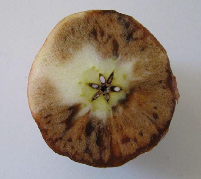  Red Delicious apple with water core symptoms