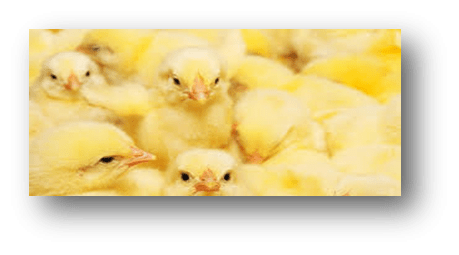 Image of baby chickens