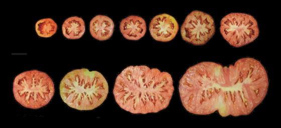 Tomatos cut in slices showing its expanded fruit size