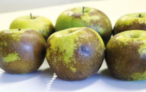 Apple scald on Granny Smith apples