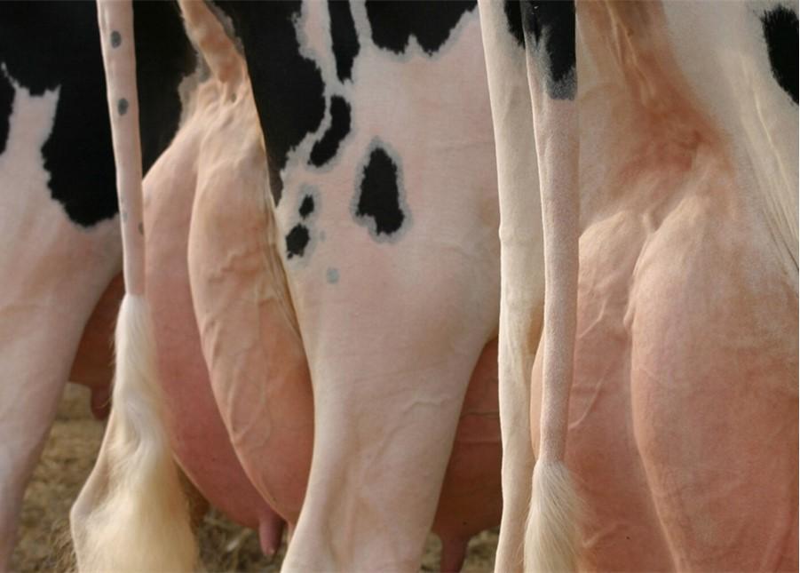 The back end of a dairy cow showing the udder.