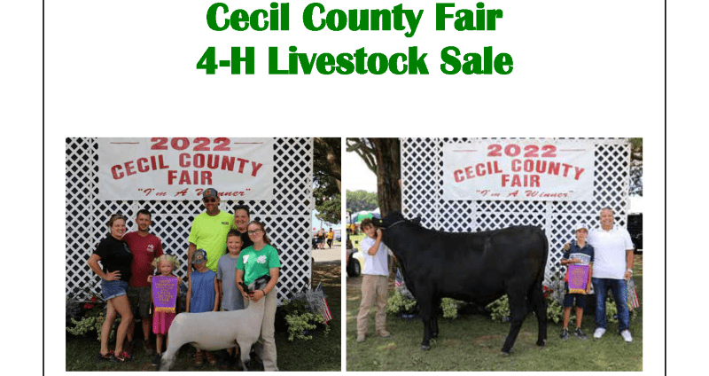 Livestock Auction
