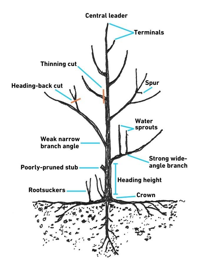 terms for pruning a fruit tree