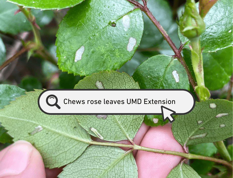 rose leaves with a pest - a example of search the web for pest information from Extension