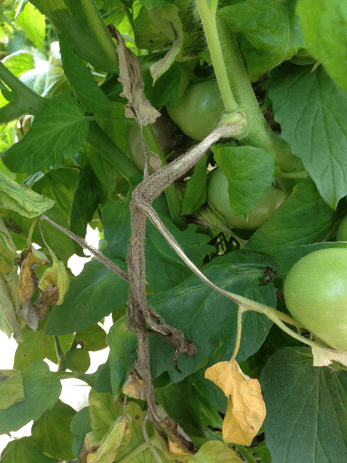 Boytrytis on stem and leaves of tomato plant
