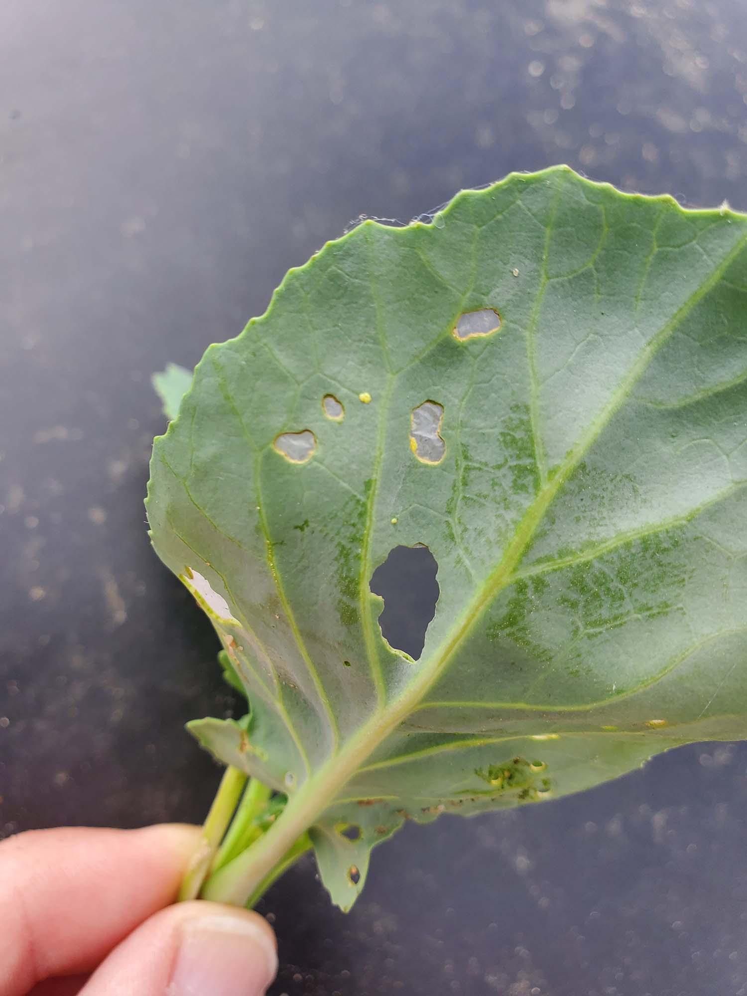 Cucumber beetle damage to leaf
