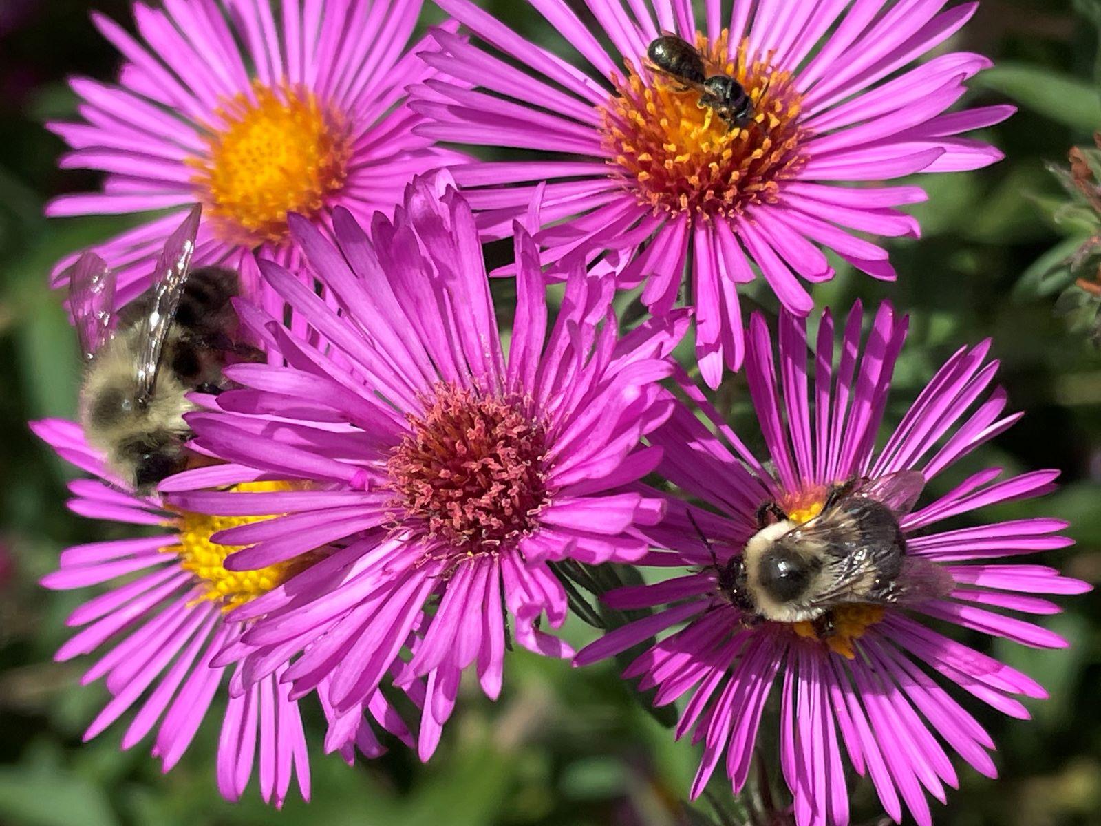 purple flowers with bees - new england aster