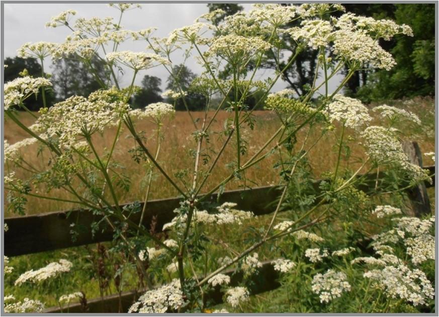 Poison Hemlock (Conium maculatum)