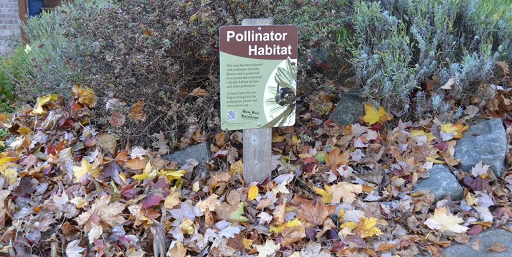 A "Pollinator Habitat" sign is visible in this part of the landscape where fallen tree leaves are spread about four inches deep in a garden bed. The sign explains that the leaves help overwintering pollinators survive the winter.