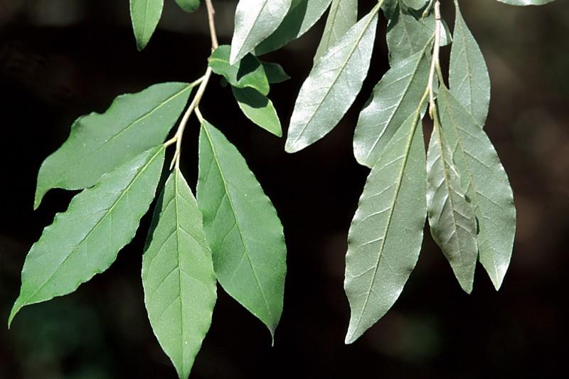 Comparison of autumn olive's silvery leaf undersides with the green upper surface.