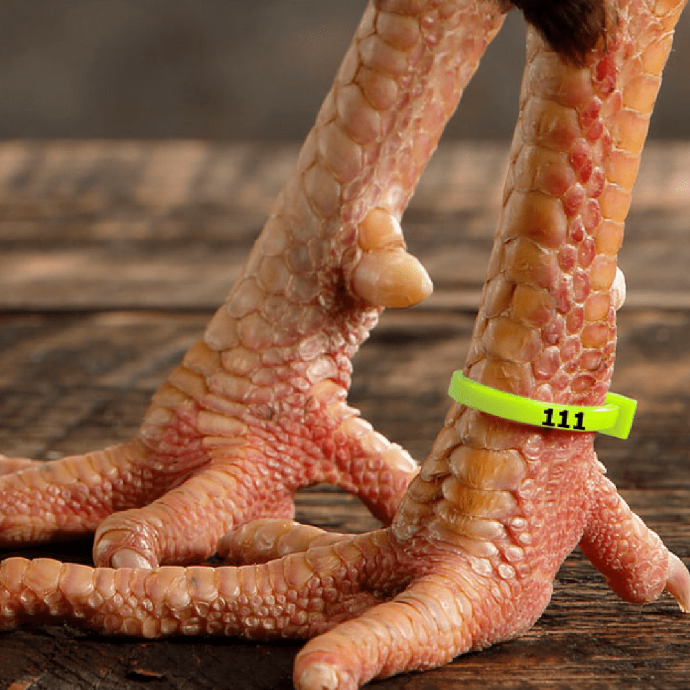 Close-up of chicken feet on a wooden surface. One leg has a green band marked "111," and the feet are scaly and rugged.