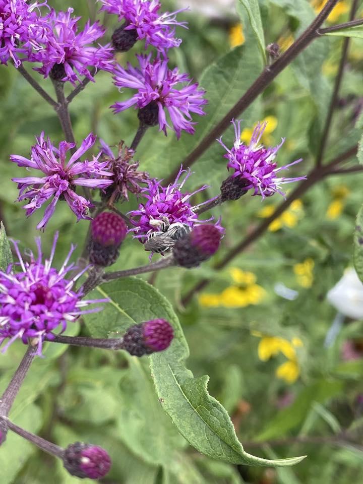 Purple and yellow flowers