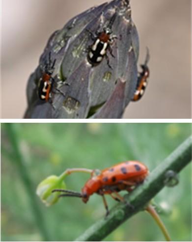 Top image shows adult common asparagus beetles with dark metallic blue‑black wing covers, white spots, and reddish margins feeding on an asparagus tip. Bottom image shows an adult spotted asparagus beetle, orange with multiple black spots, resting on an asparagus stem near emerging foliage.