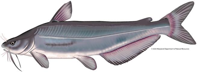 Ilustración de un bagre gris visto de perfil, con una cabeza ancha, ojo pequeño y varios barbillones largos en forma de bigotes alrededor de la boca, con un cuerpo liso y alargado, una aleta dorsal en la parte superior y una larga aleta anal que se extiende a lo largo de la parte inferior hasta una cola ahorquillada.
