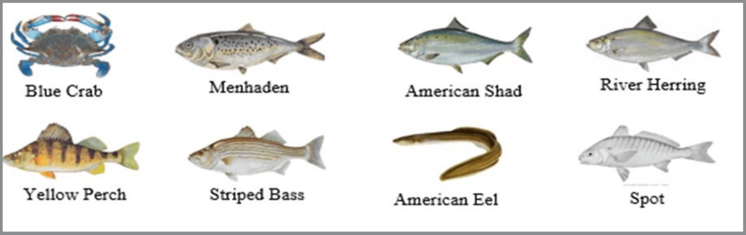 Gráfico que muestra ocho especies acuáticas etiquetadas, ilustradas en color sobre un fondo blanco, organizadas en dos filas: cangrejo azul, menhaden, sábalo americano y arenque de río en la fila superior; perca amarilla, lubina rayada, anguila americana y corvina en la fila inferior, cada una representada de perfil con formas y colores distintivos.