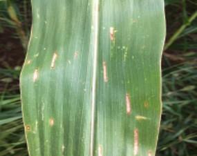 Close-up of a green corn leaf showing several elongated tan lesions with darker margins, scattered across the leaf surface against a grassy background.