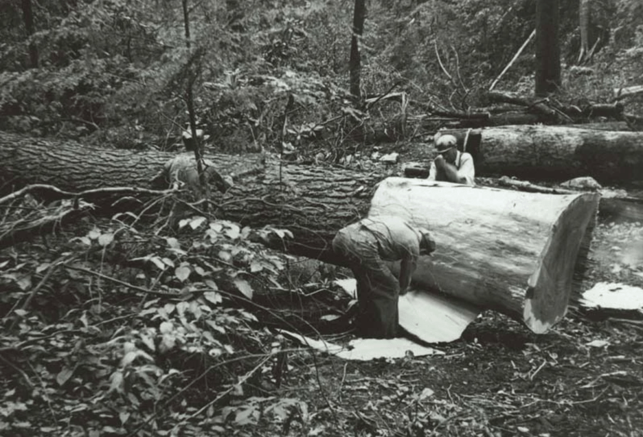 Historic photo in black and white of workers stripping the bark from a felled hemlock tree; high tannin content in the bark gave “tanned” leather hides a deep brown hue. Photo credit: The Adirondack Museum Collection