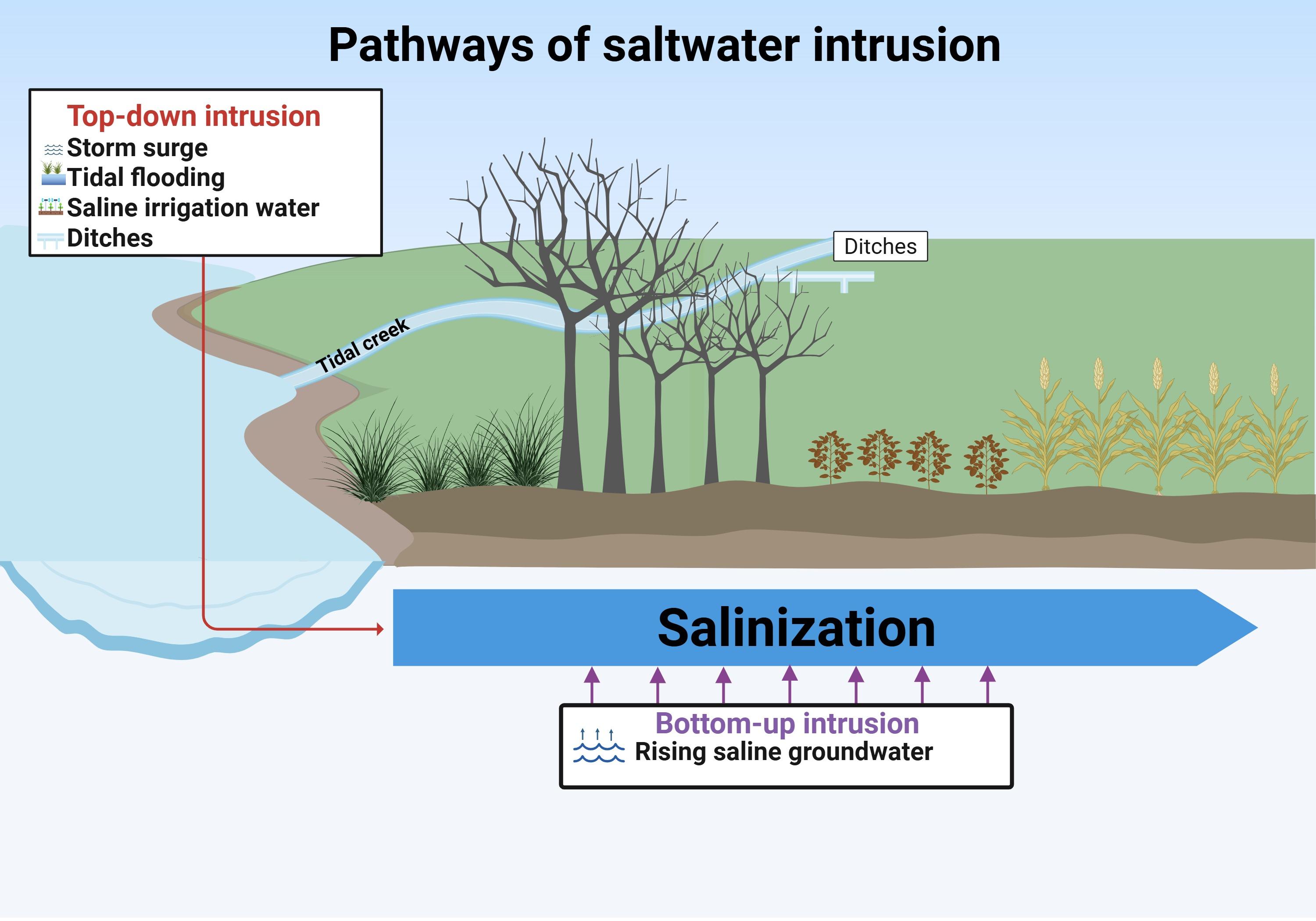 Diagram showing how saltwater intrusion occurs through surface pathways (storm surge, tidal flooding, irrigation water, and ditches) and rising saline groundwater, resulting in coastal soil and water salinization.