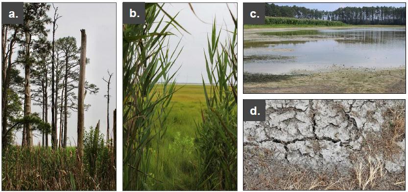 A collage of images showing (a) a Maryland ghost forest with dead trees caused by saltwater intrusion, (b) invasive Phragmites reeds spreading across a coastal marsh, (c) flooded Maryland farmland affected by saltwater intrusion, and (d) salinity-damaged soil with salt crust and cracking.