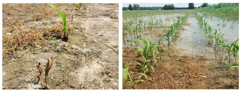 A collage of images showing (a) young corn seedlings in a saltwater-intruded field with salt crust on the soil and signs of crop stress, and (b) a partially flooded corn field with standing water between rows, illustrating the impacts of saltwater intrusion and flooding on agricultural lands.