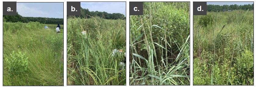 A collage of images showing native warm-season grasses and mixed vegetation established in saltwater-intruded agricultural fields in Somerset County, Maryland, including field-scale and close-up views of dense grasses, seed heads, and herbaceous plants growing across the landscape.