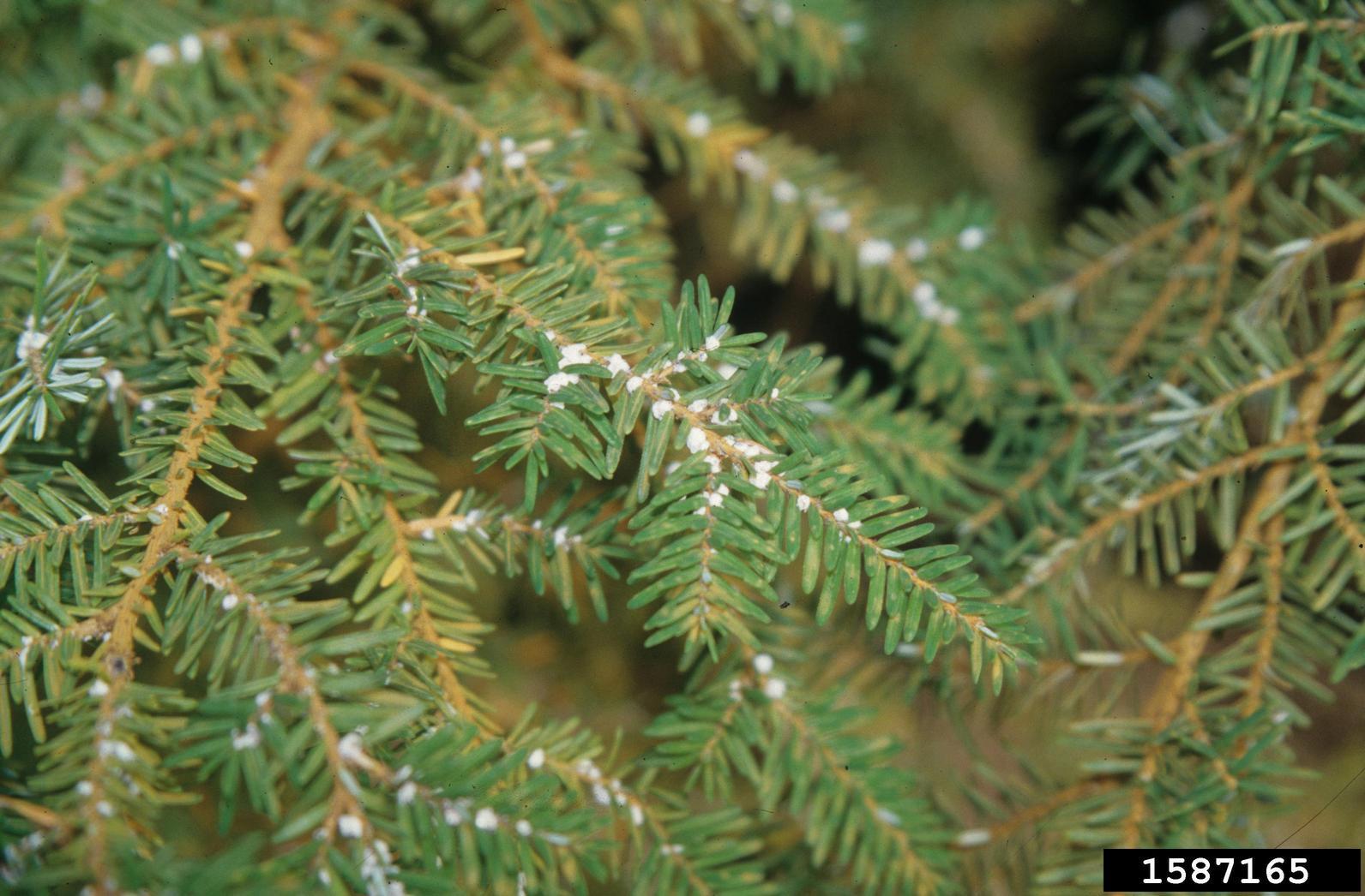 Hemlock wooly adelgid (HWA) infests healthy trees; presence of HWA is marked by egg sacs clinging to the underside of hemlock branches and needles. Photo credit: Elizabeth Willhite, USDA Forest Service, Bugwood.org
