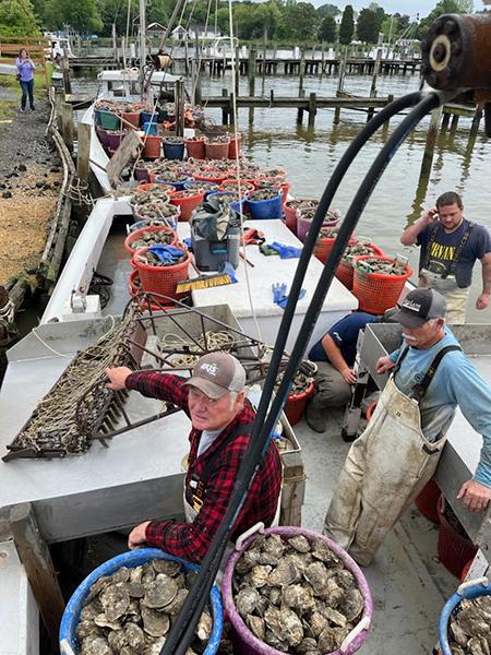 A workboat moored at a waterfront dock in Wicomico County, Maryland is loaded with dozens of colored baskets filled with harvested oysters. Several oyster harvesters in waterproof gear work on the deck, handling oysters and operating harvesting equipment. Large tubs of oysters are visible in the foreground, and marina docks, moored boats, and shoreline vegetation appear in the background.