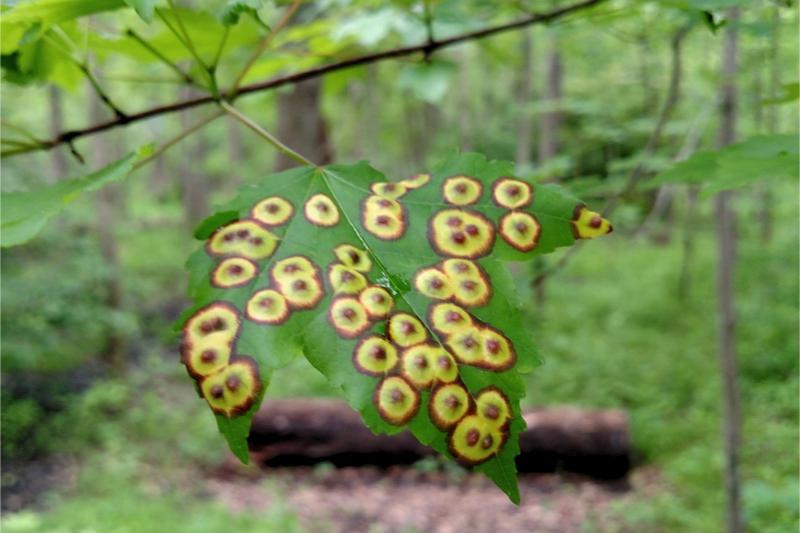A green maple leaf covered with numerous red and yellow bullseye-patterned spots.