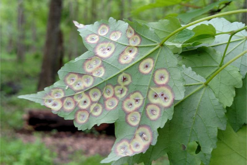 The underside of a green maple leaf covered with numerous red and yellow bullseye-patterned spots.