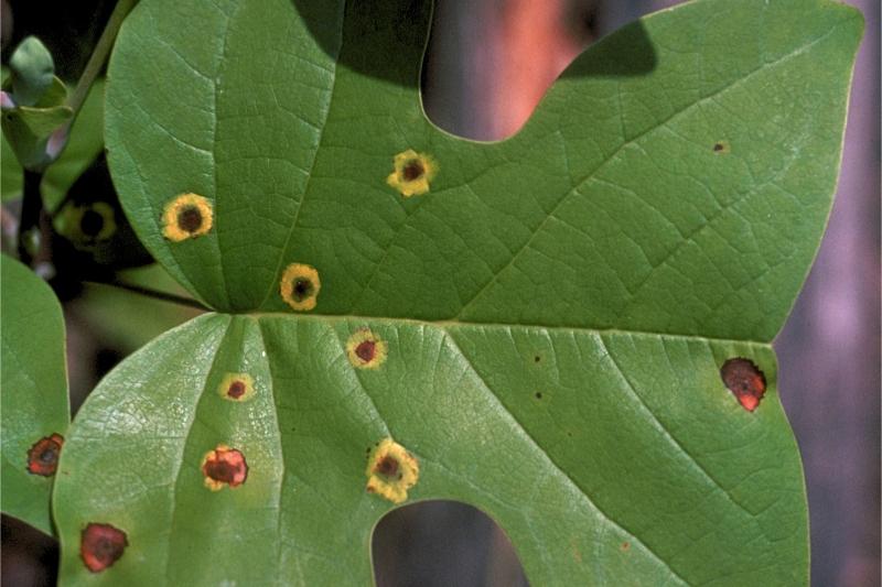 A tulip poplar leaf with several rounded brown spots with prominent yellow margins.