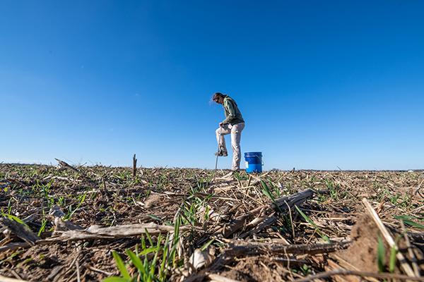 Person collecting a soil sample in a no-till field using a soil probe, with a sample bucket nearby.