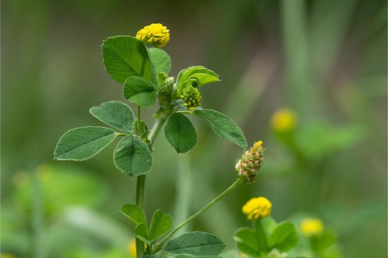 Yellow-flowering plant whose leaves and flower clusters are shaped like a small clover.