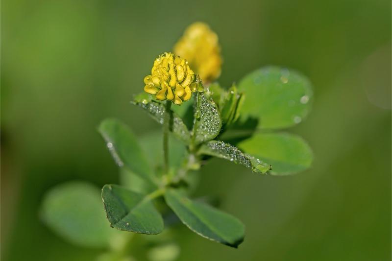 Close-up of a small, clover-like plant with yellow flowers.